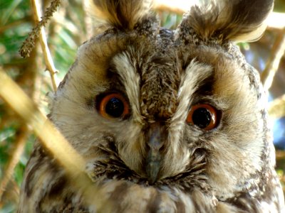 Owl, Beak, Bird, Fauna