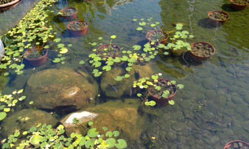 Water, Pond, Ecosystem, Vegetation