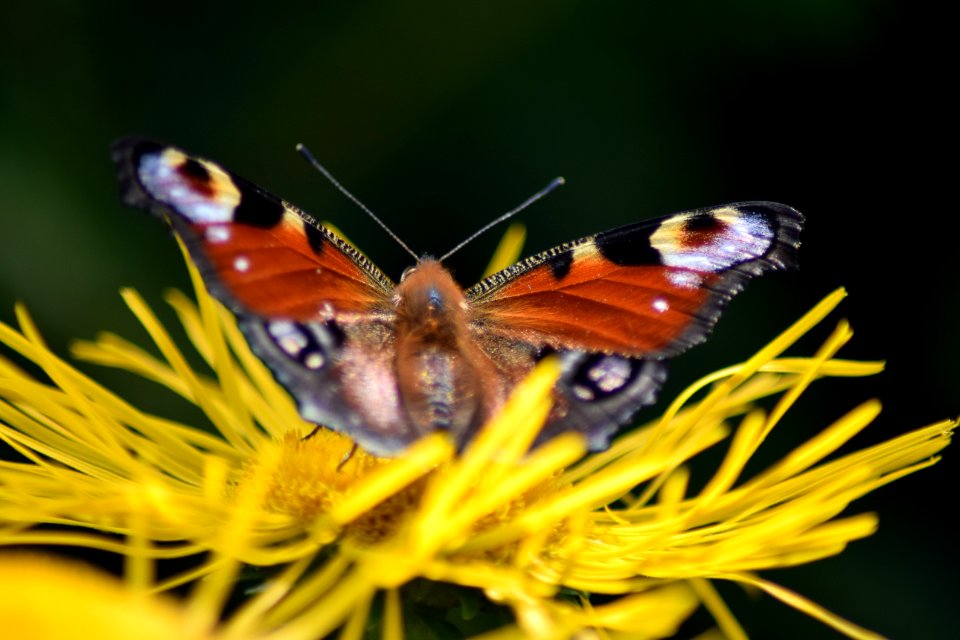 Butterfly, Insect, Moths And Butterflies, Brush Footed Butterfly