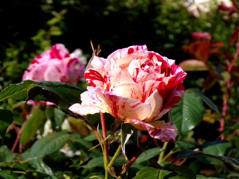 Flower, Rose, Plant, Rose Family