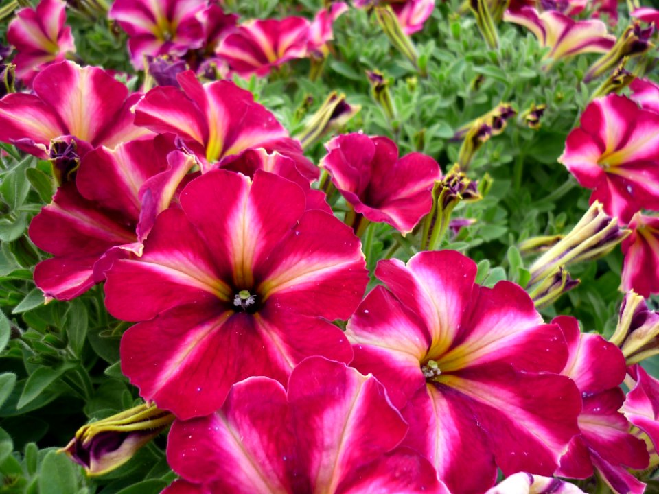 Flower, Plant, Flora, Petal