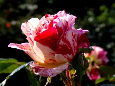 Flower, Plant, Rose Family, Rose