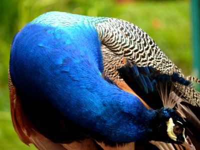 Beak, Peafowl, Bird, Fauna photo