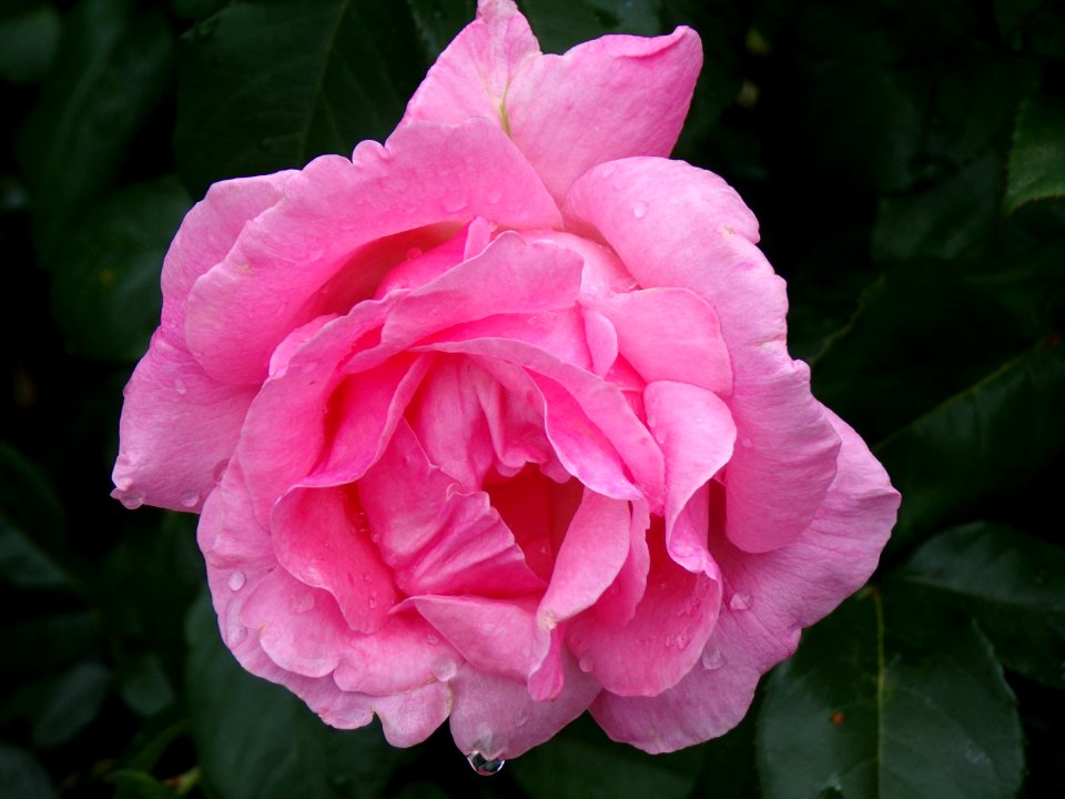 Rose, Flower, Rose Family, Pink