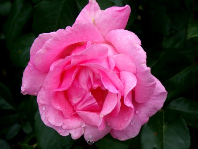 Rose, Flower, Rose Family, Pink