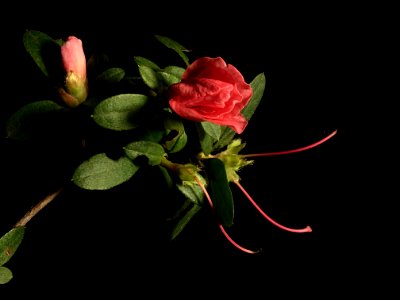 Flower, Red, Rose Family, Pink