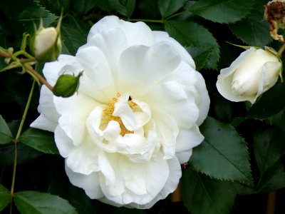 Flower, Rose, Rose Family, White photo