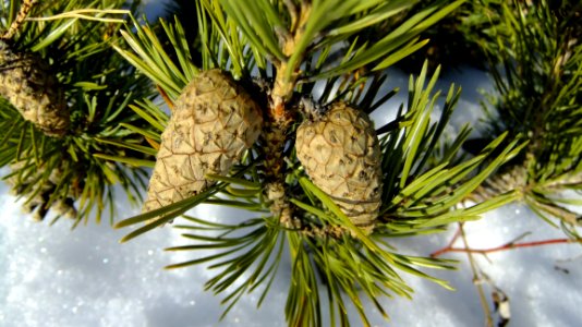 Tree, Pine Family, Conifer Cone, Conifer photo