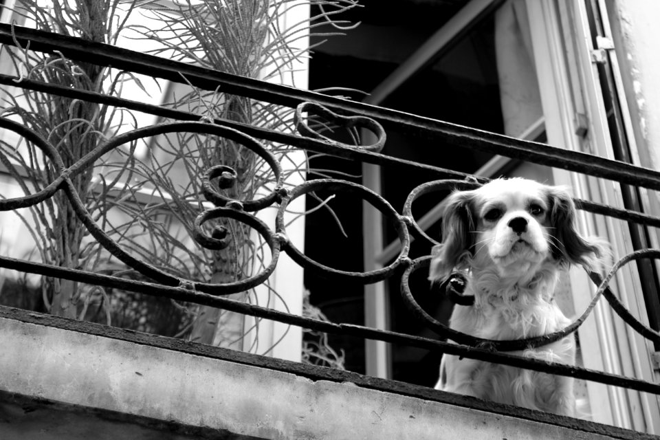 Black And White, Dog, Mammal, Dog Like Mammal