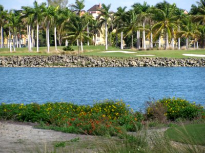 Water, Tree, Palm Tree, Arecales