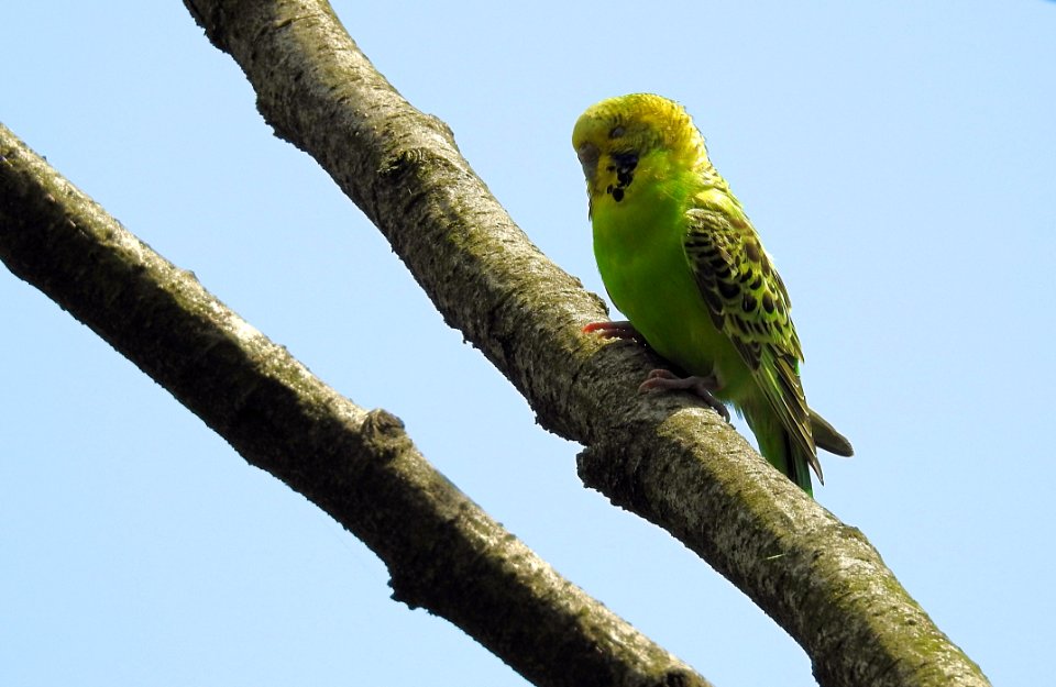 Bird, Beak, Parrot, Fauna