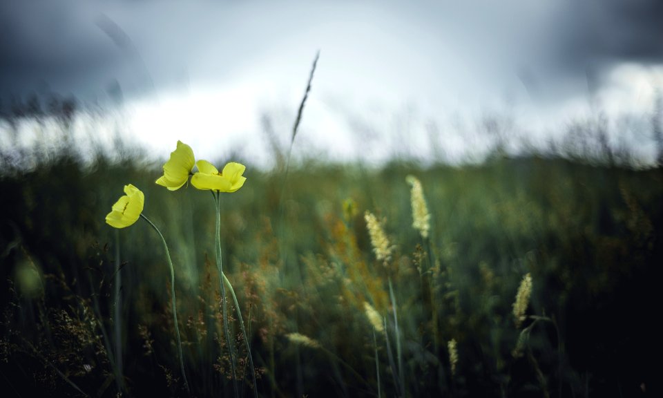 Yellow, Vegetation, Atmosphere, Sky