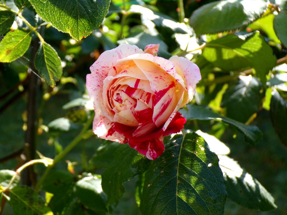 Rose, Flower, Rose Family, Flowering Plant