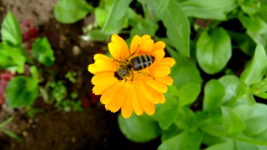 Flower, Yellow, Nectar, Flora