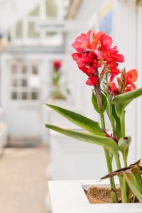 Flower, Plant, Flowering Plant, Cut Flowers