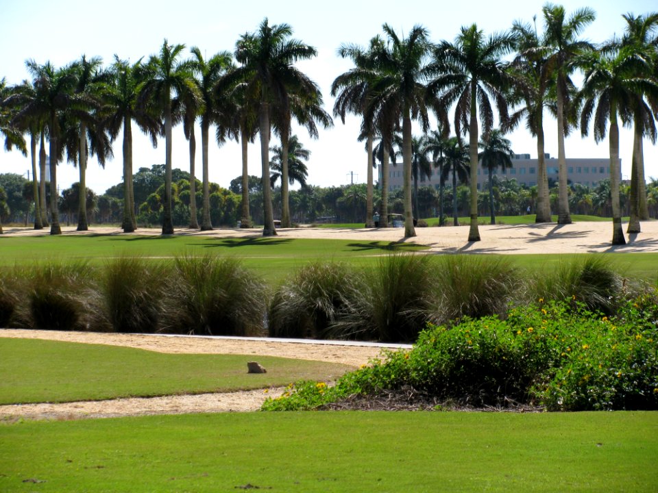 Palm Tree, Arecales, Tree, Golf Course