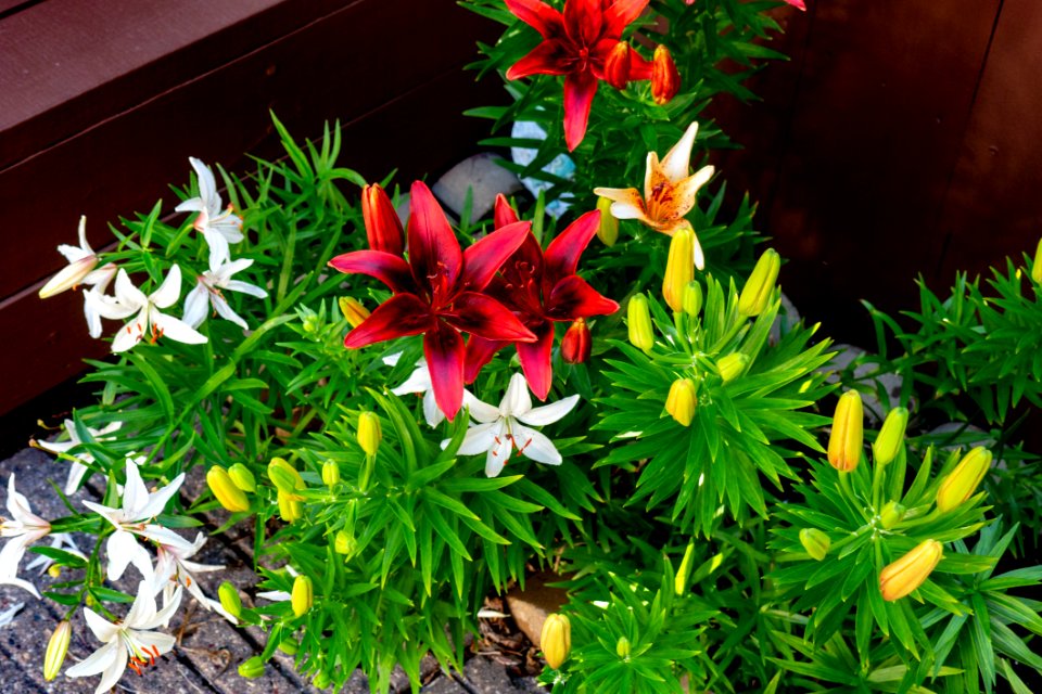 Plant, Flower, Flora, Flowering Plant