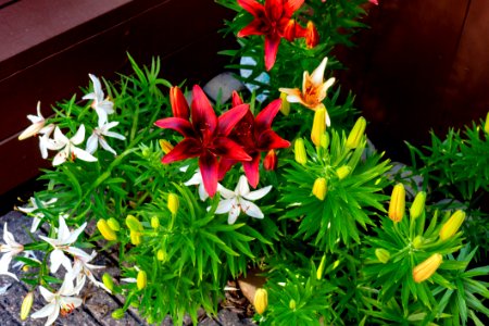 Plant, Flower, Flora, Flowering Plant