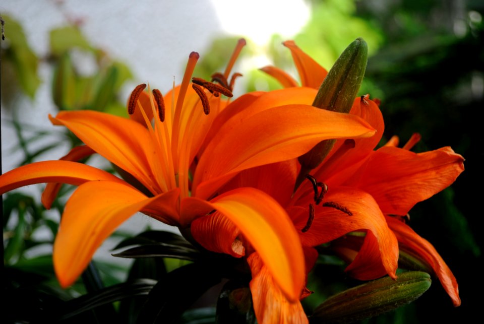 Lily, Flower, Plant, Daylily photo
