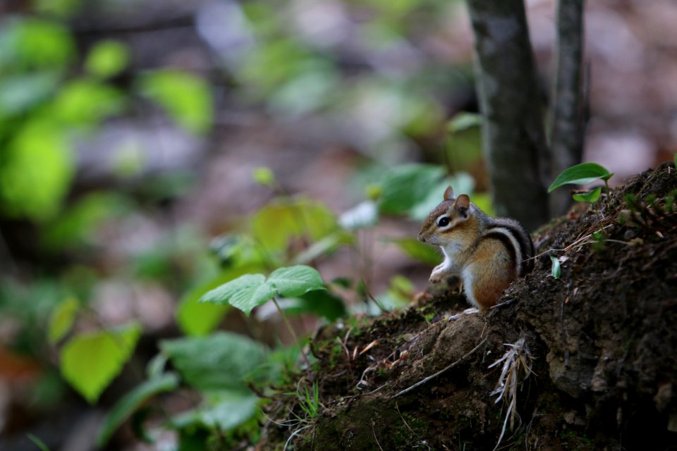Squirrel, Chipmunk, Fauna, Mammal