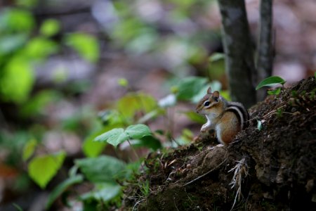 Squirrel, Chipmunk, Fauna, Mammal photo