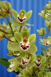 Flower, Plant, Flowering Plant, Flora