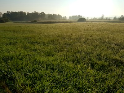 Grassland, Field, Grass, Crop photo