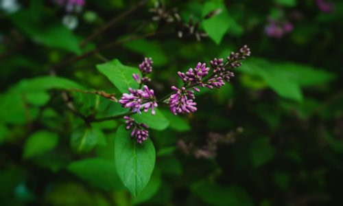 Plant, Ocimum Tenuiflorum, Flower, Ocimum
