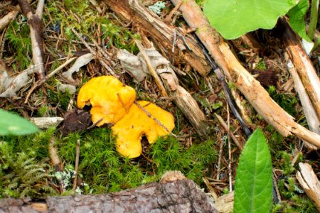 Leaf, Fungus, Plant, Tree
