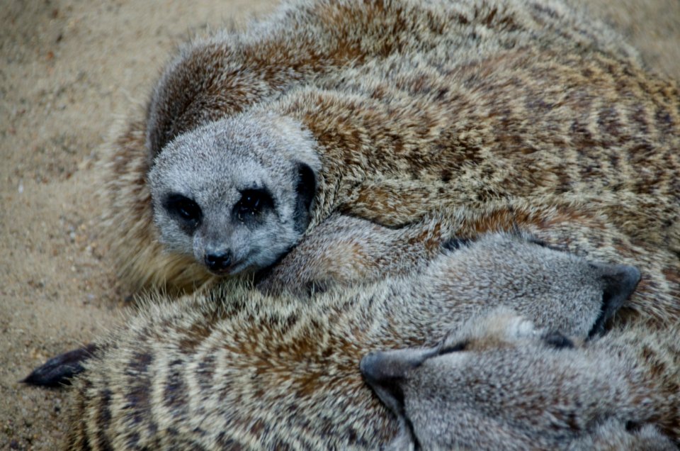Meerkat, Mammal, Viverridae, Fauna