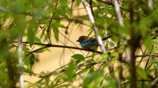 Bird, Fauna, Ecosystem, Beak photo