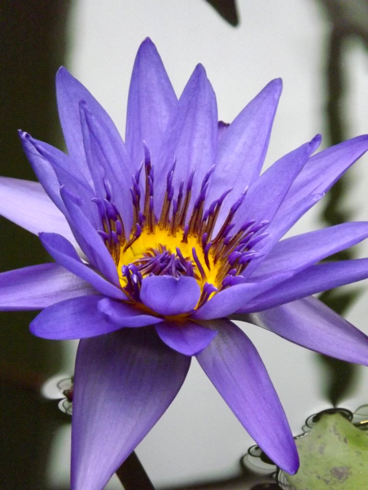 Flower, Blue, Flora, Plant