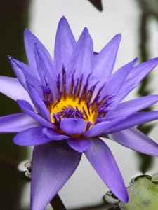 Flower, Blue, Flora, Plant