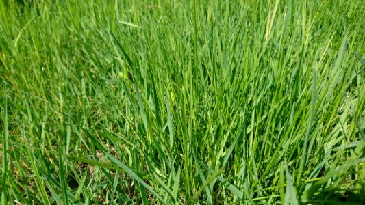 Grass, Grass Family, Plant, Sweet Grass photo