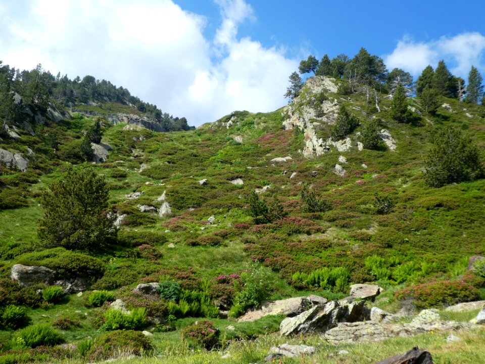 Vegetation, Nature Reserve, Wilderness, Ecosystem