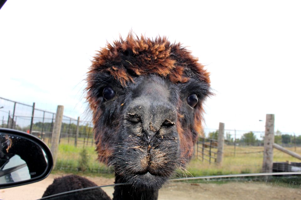 Camel Like Mammal, Snout, Alpaca, Mane