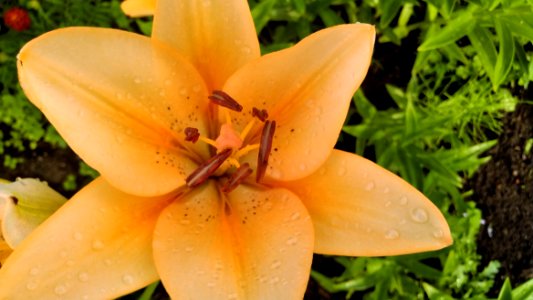 Flower, Lily, Plant, Flora photo