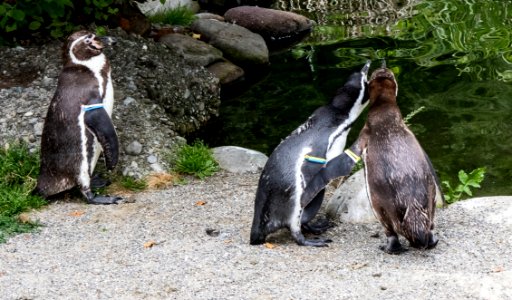 Fauna, Penguin, Flightless Bird, Bird