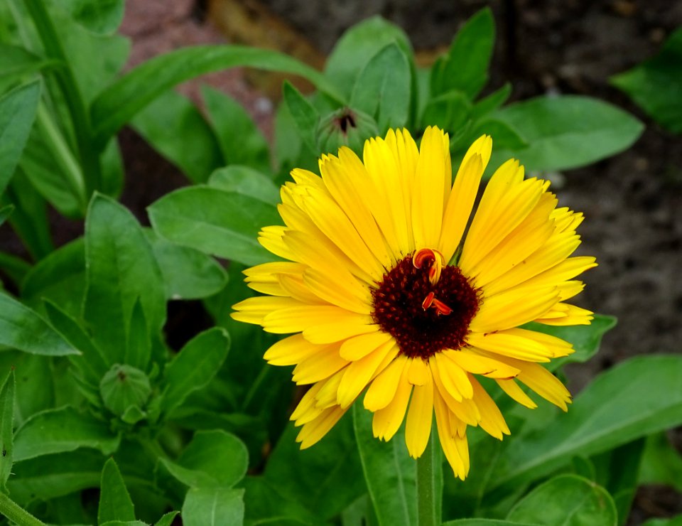 Flower, Plant, Flora, Blanket Flowers