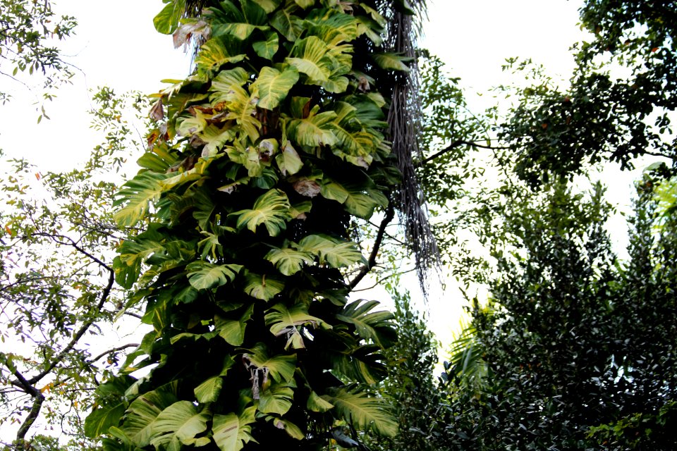 Tree, Leaf, Plant, Vegetation