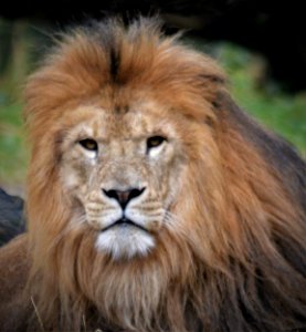 Wildlife, Lion, Terrestrial Animal, Masai Lion photo
