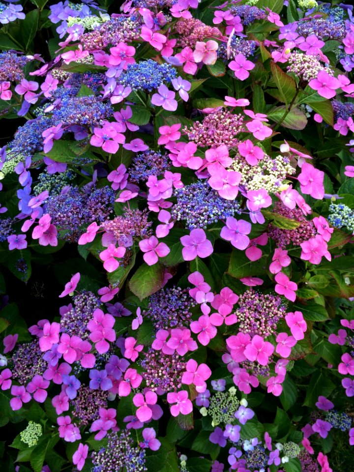 Flower, Plant, Flowering Plant, Purple