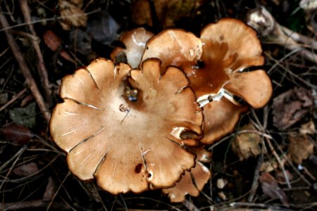 Fungus, Mushroom, Edible Mushroom, Agaricomycetes photo