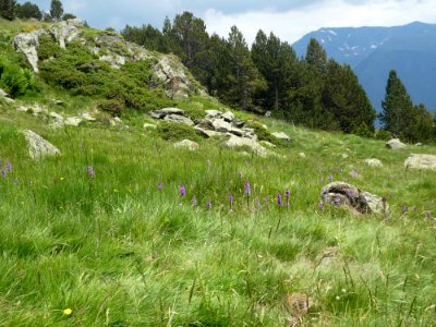 Vegetation, Ecosystem, Grassland, Mountainous Landforms photo