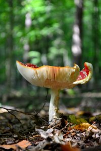 Fungus, Mushroom, Leaf, Agaric photo