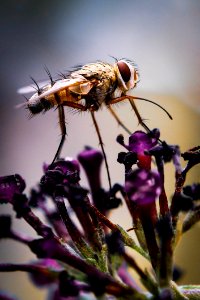 Insect, Macro Photography, Close Up, Pest photo