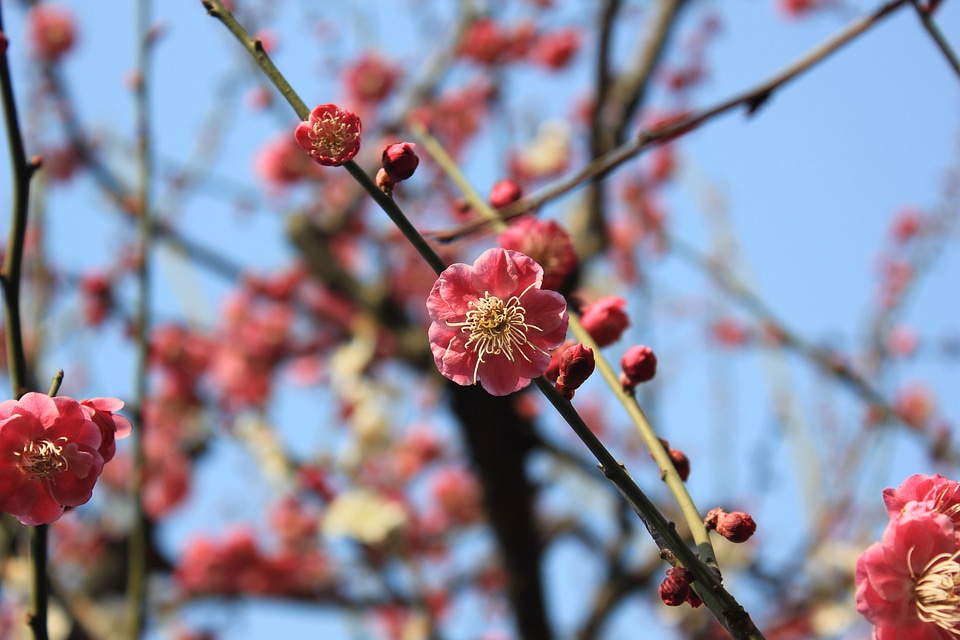 Spring pink germination