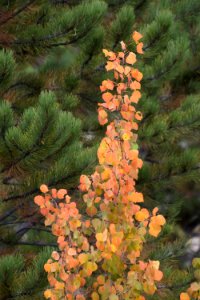 Tree, Plant, Flora, Pine Family