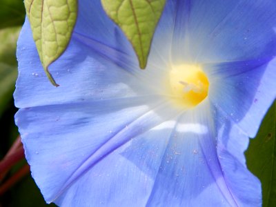 Flower, Blue, Flora, Wildflower