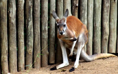 Macropodidae, Kangaroo, Mammal, Fauna